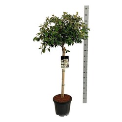 Putinas (Lot Viburnum) 'Eskimo' C15 STIEBAS 80 CM - nuotrauka 2
