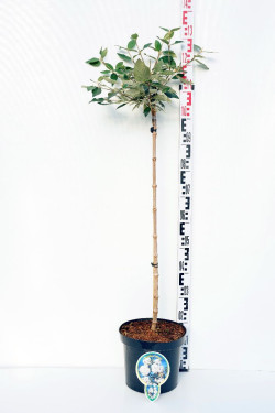 Putinas (Lot Viburnum) 'Eskimo' C5/P23 STIEBAS 80 CM
