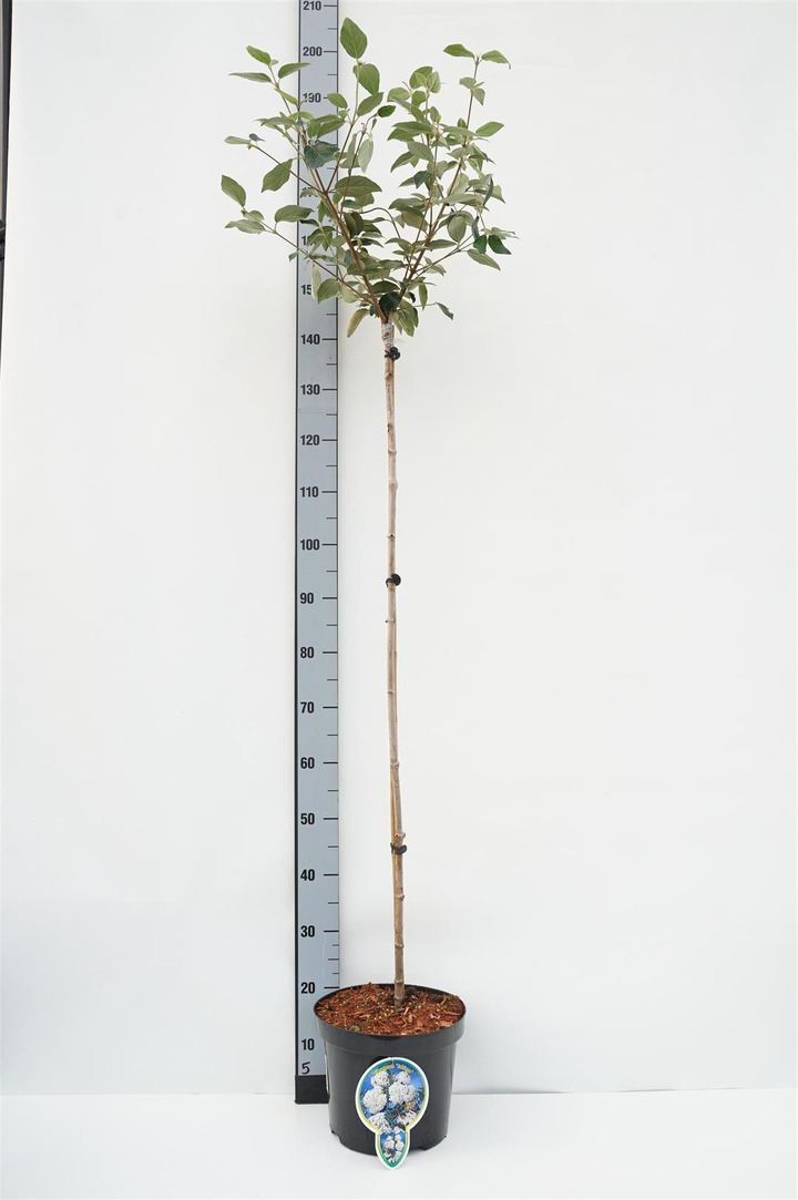 Putinas (Lot Viburnum) 'Eskimo' C10 STIEBAS 120 CM