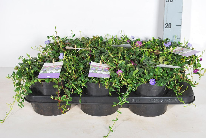 Žiemė MIX (Lot Vinca in) MIX CC | ŽIEMĖ MAŽOJI | DAUGIAMETĖS GĖLĖS