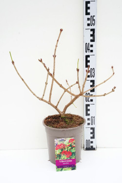 Putinas paprastasis (Lot Viburnum opulus) 'Compactum' C2/P17 30/+ CM | PUTINAI | KRŪMAI