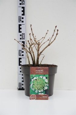 Putinas paprastasis (Lot Viburnum opulus) 'Compactum' C4/P21 30-40 CM | PUTINAI | KRŪMAI