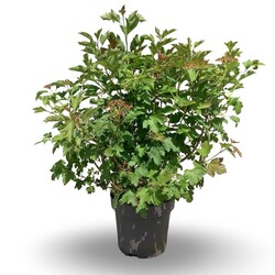 Putinas paprastasis (Lot Viburnum opulus) 'Compactum' C12 40-60 CM | PUTINAI | KRŪMAI