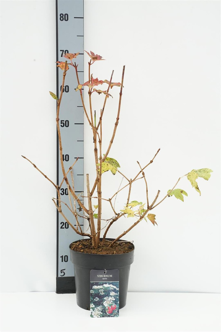 Putinas paprastasis (Lot Viburnum opulus) C3/P19 40-50 CM | PUTINAI | KRŪMAI
