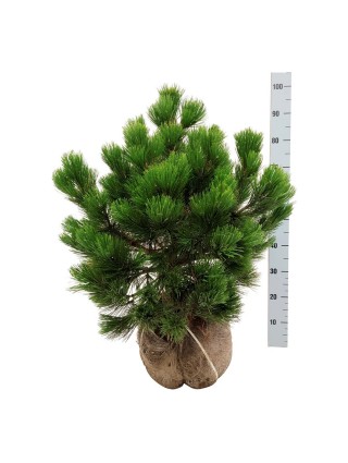 Pušis Baltažievė (Lot Pinus Heldreichi) 'Malinki' 60-80CM-PUŠYS-SPYGLIUOČIAI