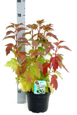 Putinas paprastasis (Lot Viburnum opulus) C3/P19 50-60 CM | PUTINAI | KRŪMAI