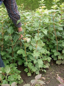 Putinas paprastasis (Lot Viburnum opulus) 1+1 60-100 CM | PUTINAI | KRŪMAI
