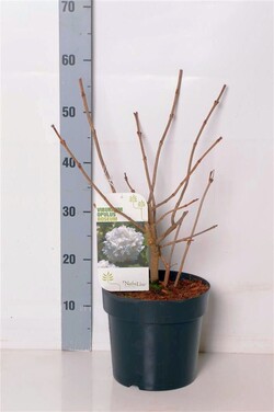 Putinas paprastasis (Lot Viburnum opulus) 'Roseum' C4/P21 50-60 CM | PUTINAI | KRŪMAI