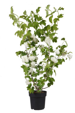 Putinas paprastasis (Lot Viburnum opulus) 'Roseum' C4/P21 60-80 CM | PUTINAI | KRŪMAI