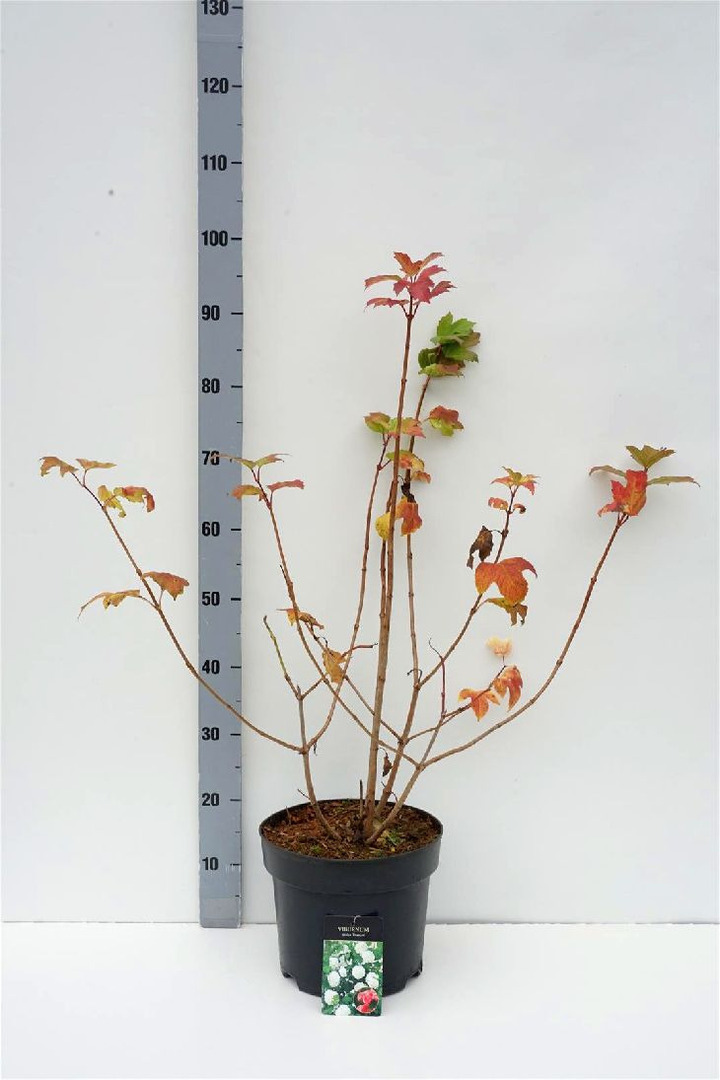 Putinas paprastasis (Lot Viburnum opulus) 'Roseum' C7,5/P26 60-80 CM | PUTINAI | KRŪMAI