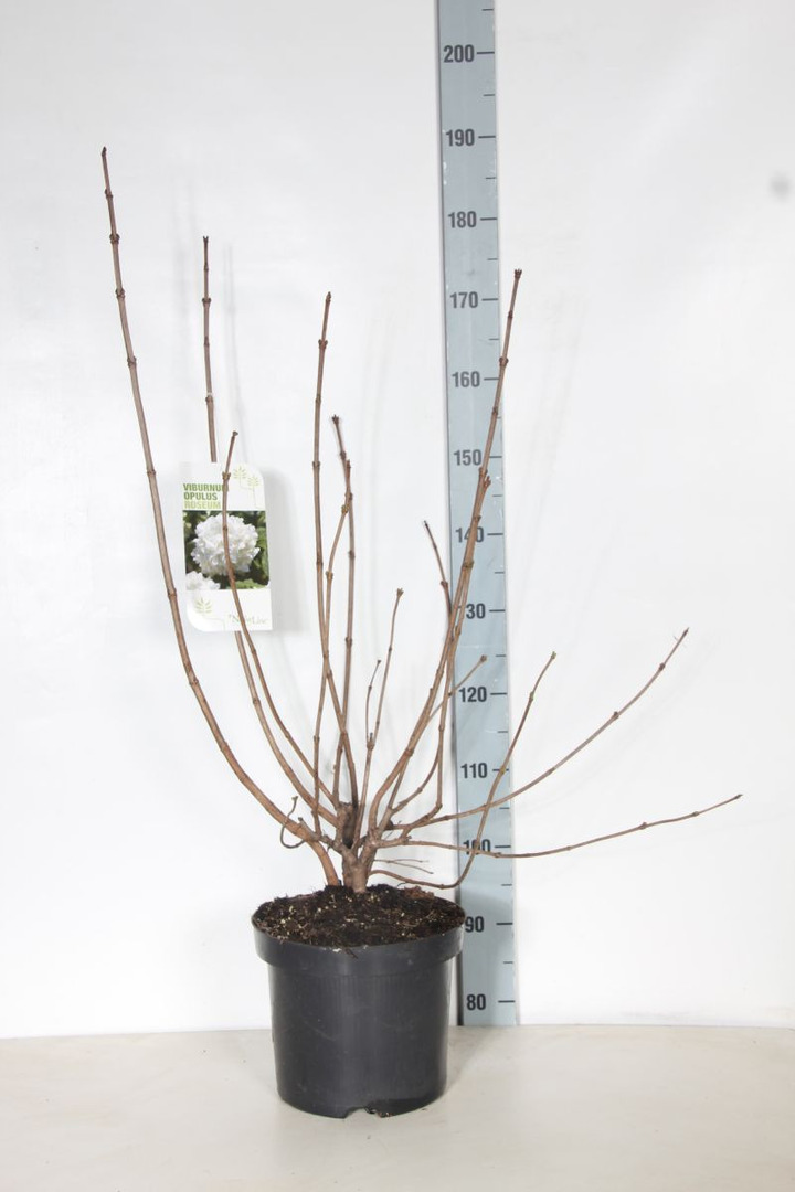 Putinas paprastasis (Lot Viburnum opulus) 'Roseum' C7,5/P26 80-100 CM | PUTINAI | KRŪMAI