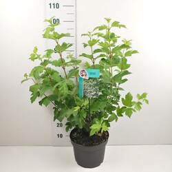 Putinas paprastasis (Lot Viburnum opulus) 'Roseum' C10 60-80 CM | PUTINAI | KRŪMAI