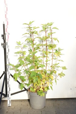 Putinas paprastasis (Lot Viburnum opulus) 'Roseum' C12 80-100 CM | PUTINAI | KRŪMAI