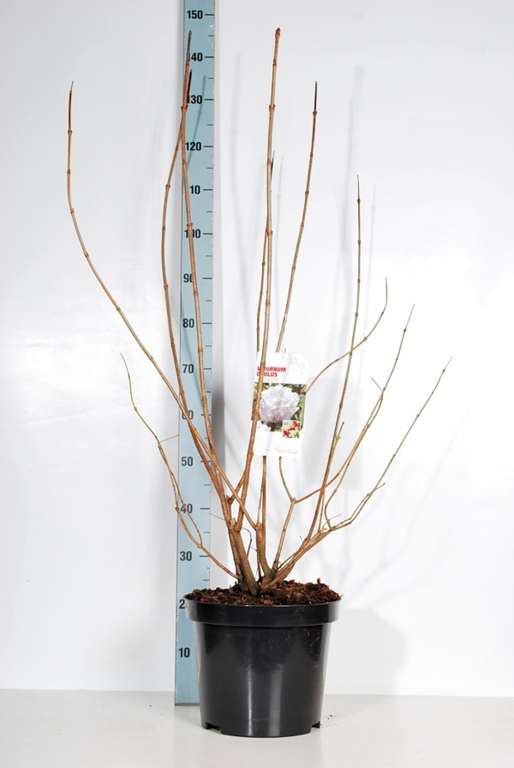 Putinas paprastasis (Lot Viburnum opulus) 'Roseum' C12 100-125 CM | PUTINAI | KRŪMAI