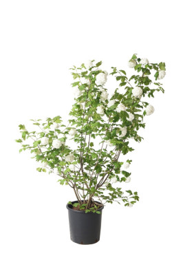 Putinas paprastasis (Lot Viburnum opulus) 'Roseum' C15 100-125 CM - nuotrauka 1