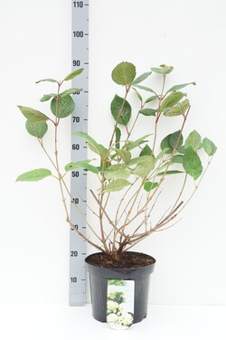 Raukšlėtasis putinas (Lot Viburnum plic.) 'Grandiflorum' C7,5/P26 50-60 CM