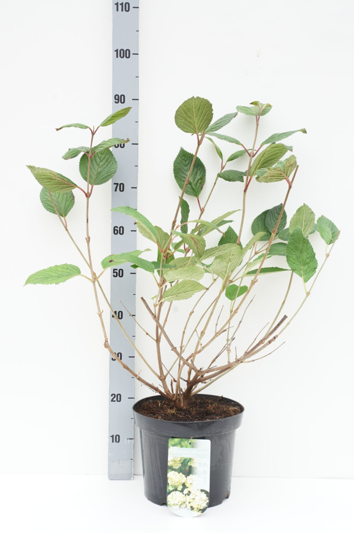 Raukšlėtasis putinas (Lot Viburnum plic.) 'Grandiflorum' C7,5/P26 50-60 CM