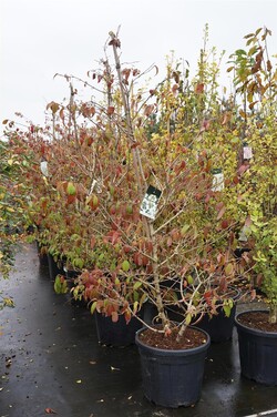 Raukšlėtasis putinas (Lot Viburnum plic.) 'Kilimandjaro' C55 175-200CM EXTRA - nuotrauka 2