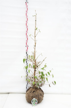 Raukšlėtasis putinas (Lot Viburnum plic.) 'Kilimandjaro' 125-150 CM RB | PUTINAI | KRŪMAI