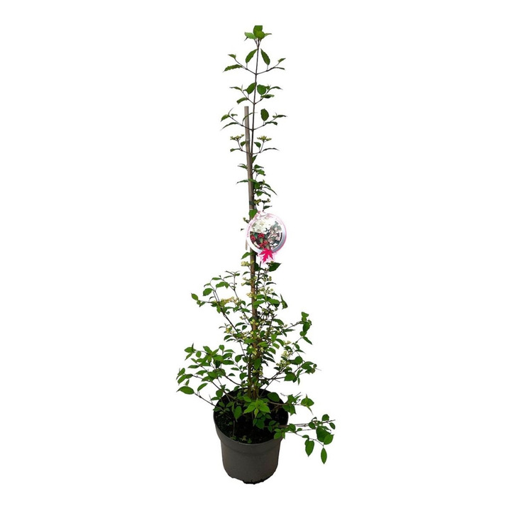 Raukšlėtasis putinas (Lot Viburnum pl.) 'Kilimandjaro Sunrise' C10 60-80 CM | PUTINAI | KRŪMAI