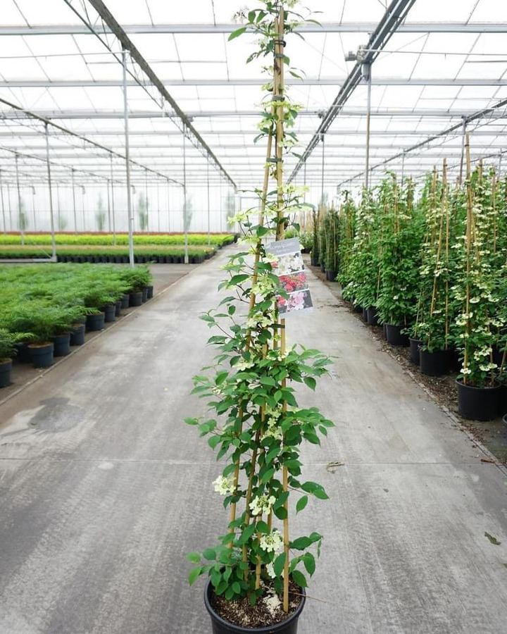 Raukšlėtasis putinas (Lot Viburnum pl.) 'Kilimandjaro Sunrise' C20 175-200 CM 3 ST | PUTINAI | KRŪMAI