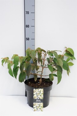Raukšlėtasis putinas (Lot Viburnum plic.) 'Mariesii' C5/P23 30-40 CM | PUTINAI | KRŪMAI