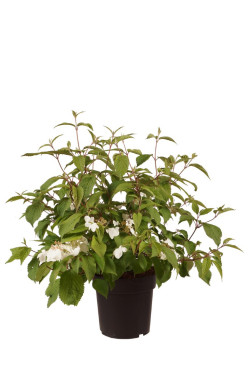 Raukšlėtasis putinas (Lot Viburnum plic.) 'Mariesii' C5/P23 40-60 CM | PUTINAI | KRŪMAI