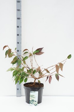 Raukšlėtasis putinas (Lot Viburnum plic.) 'Mariesii' C7,5/P26 50-60 CM | PUTINAI | KRŪMAI