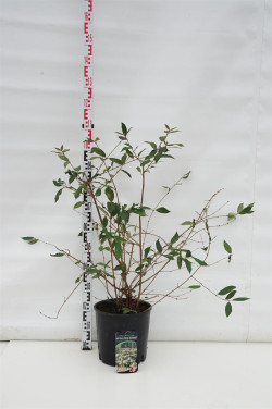 Raukšlėtasis putinas (Lot Viburnum plic.) 'Molly Schroeder' C10 60-80 CM | PUTINAI | KRŪMAI