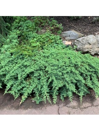 Kadagys Gulsčiasis ​(Juniperus Procumbens) ‘NANA’ C3-KADAGIAI-SPYGLIUOČIAI