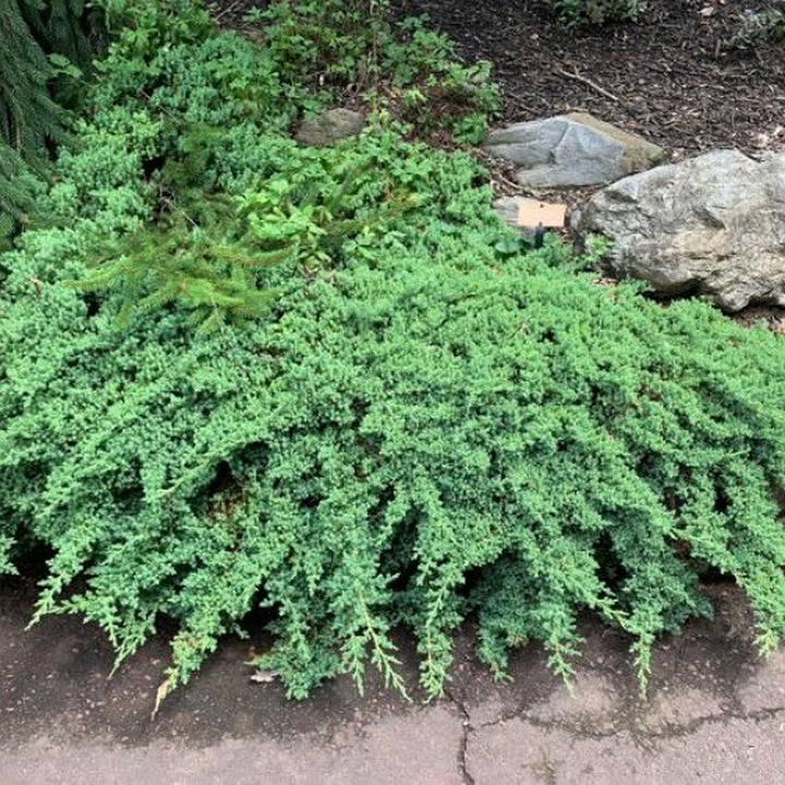 Kadagys Gulsčiasis ​(Juniperus Procumbens) ‘NANA’ C3-KADAGIAI-SPYGLIUOČIAI