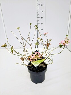 Raukšlėtasis putinas (Lot Viburnum plic.) 'Pinkimono' C3/P19 30-40 CM - nuotrauka 1