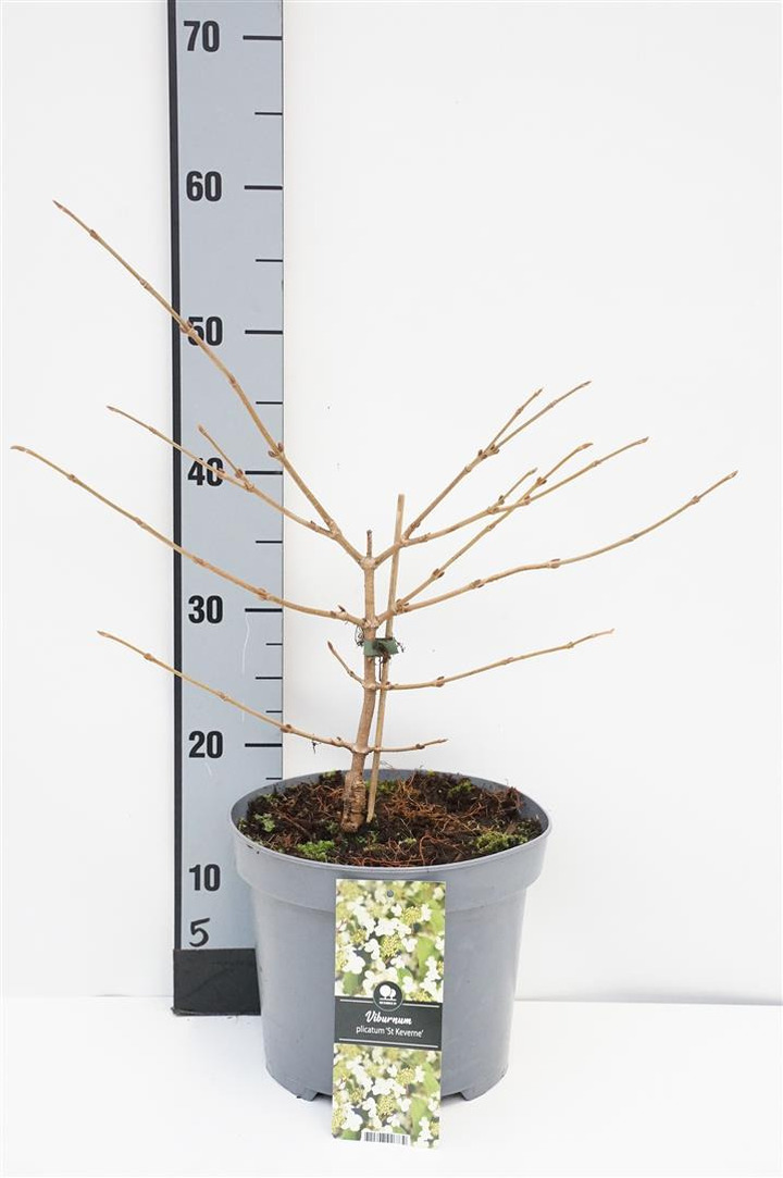 Raukšlėtasis putinas (Lot Viburnum plic.) 'Popcorn' C5/P23 30-40 CM | PUTINAI | KRŪMAI