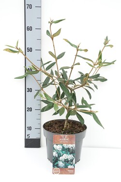 Putinas (Lot Viburnum) 'Pragense' C4/P21 40-50 CM | PUTINAI | KRŪMAI
