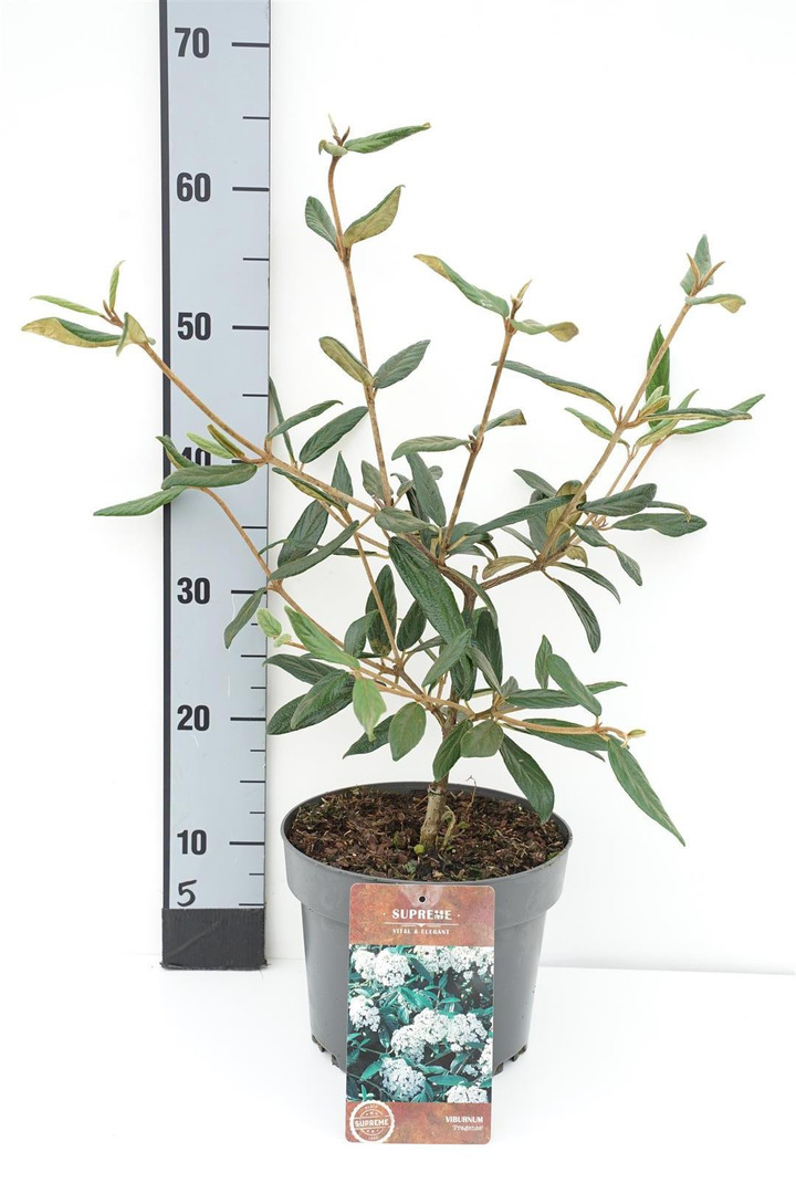 Putinas (Lot Viburnum) 'Pragense' C4/P21 40-50 CM | PUTINAI | KRŪMAI