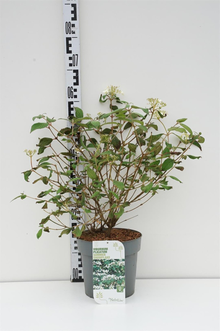 Raukšlėtasis putinas (Lot Viburnum plic.) 'Summer Snowflake' C4/P21 40-50 CM | PUTINAI | KRŪMAI