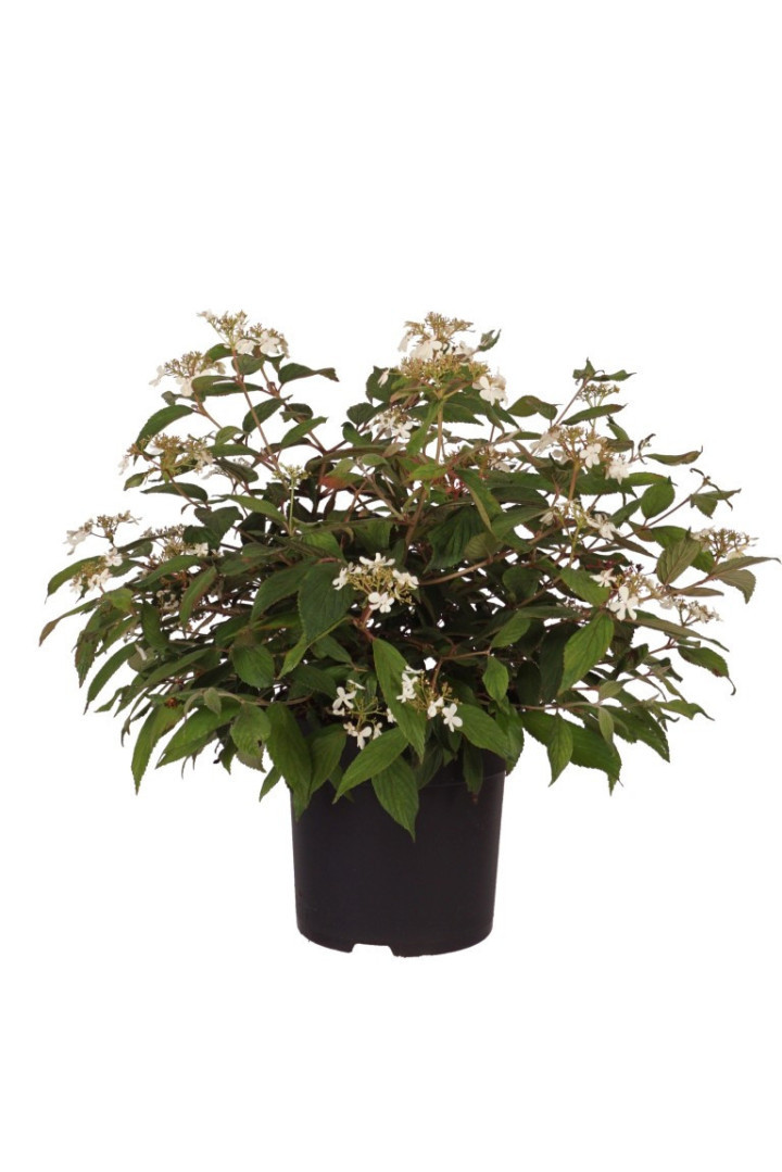 Raukšlėtasis putinas (Lot Viburnum plic.) 'Summer Snowflake' C5/P23 30-40 CM | PUTINAI | KRŪMAI