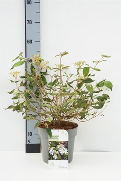 Raukšlėtasis putinas (Lot Viburnum plic.) 'Watanabe' C4/P21 40-60 CM | PUTINAI | KRŪMAI