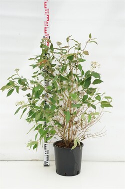 Raukšlėtasis putinas (Lot Viburnum plic.) 'Watanabe' C10 60-80 CM | PUTINAI | KRŪMAI