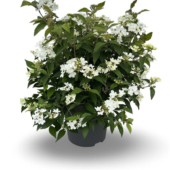 Raukšlėtasis putinas (Lot Viburnum plic.) 'Watanabe' C12 60-100 CM | PUTINAI | KRŪMAI