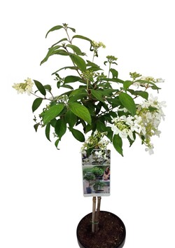 Raukšlėtasis putinas (Lot Viburnum plic.) 'Watanabe' C3/P19 STIEBAS 50 CM | PUTINAI | KRŪMAI