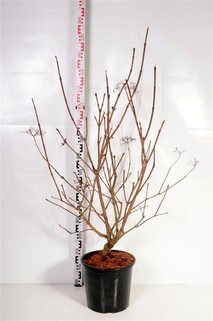 Putinas triskiautis (Lot Viburnum trilobum) 'Wentworth' C15 100-125 CM | PUTINAI | KRŪMAI