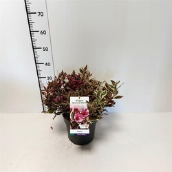 Veigelės (Lot Weigela) 'All Summer Monet' C5/P23 30-40 CM | VEIGĖLĖS | KRŪMAI