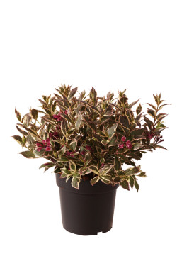 Veigelės (Lot Weigela) 'All Summer Monet' C5/P23 50-60 CM | VEIGĖLĖS | KRŪMAI