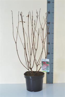 Veigelės (Lot Weigela) 'Bristol Ruby' C3/P19 40-50 CM | VEIGĖLĖS | KRŪMAI