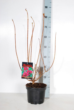 Veigelės (Lot Weigela) 'Bristol Ruby' C3/P19 50-60 CM - nuotrauka 2