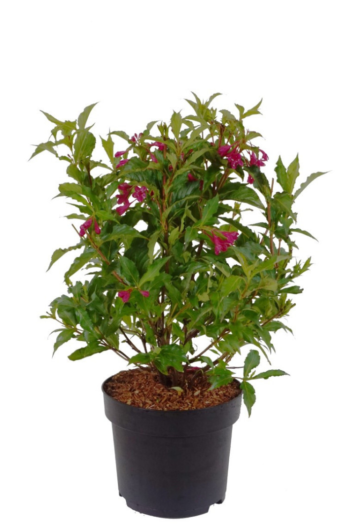 Veigelės (Lot Weigela) 'Bristol Ruby' C4/P21 60-80 CM | VEIGĖLĖS | KRŪMAI