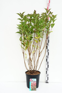 Veigelės (Lot Weigela) 'Bristol Ruby' C6,5/P24 40-50 CM