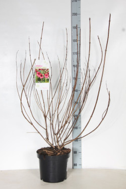 Veigelės (Lot Weigela) 'Bristol Ruby' C7,5/P26 80-100 CM | VEIGĖLĖS | KRŪMAI