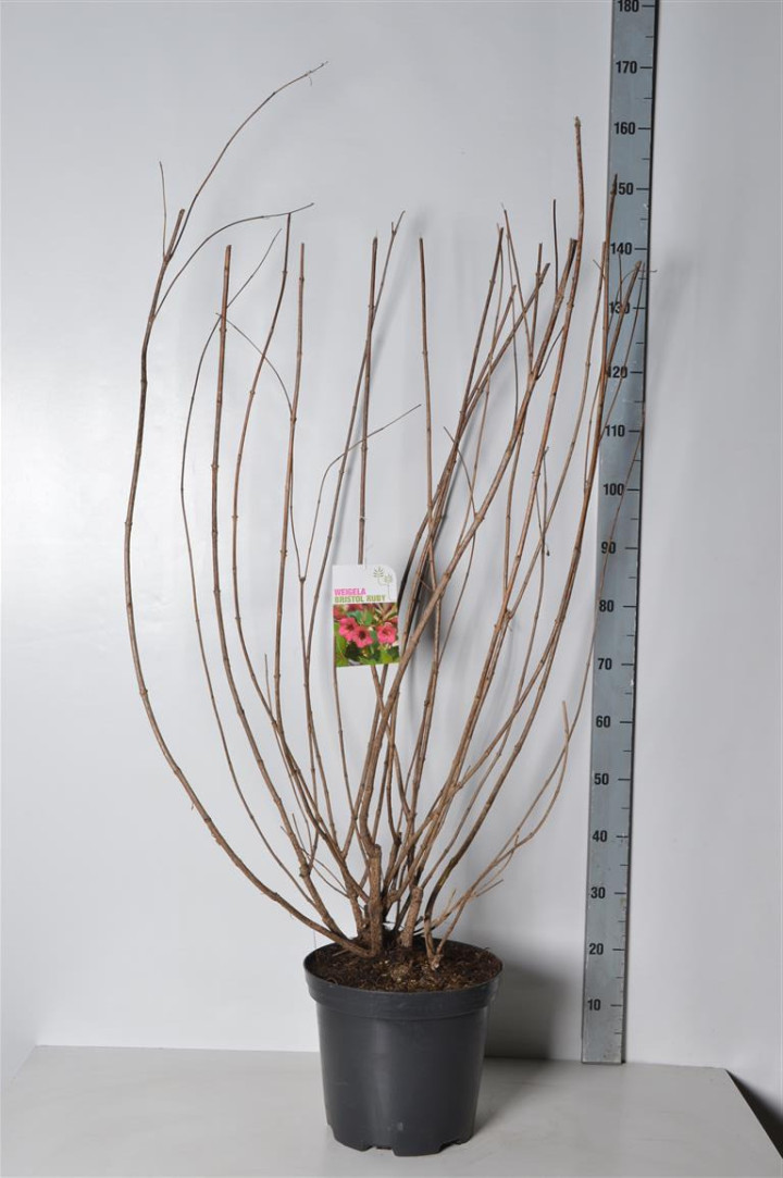 Veigelės (Lot Weigela) 'Bristol Ruby' C12 100-125 CM | VEIGĖLĖS | KRŪMAI